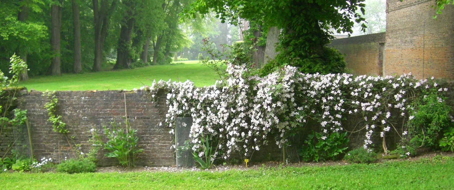 Clématites et perspectives Château et jardins de Bretteville DR