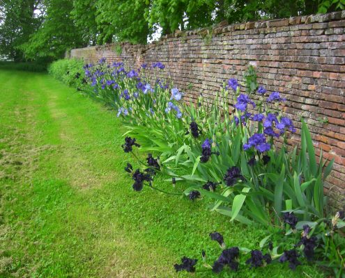 Iris au jardin Château et jardins de Bretteville DR