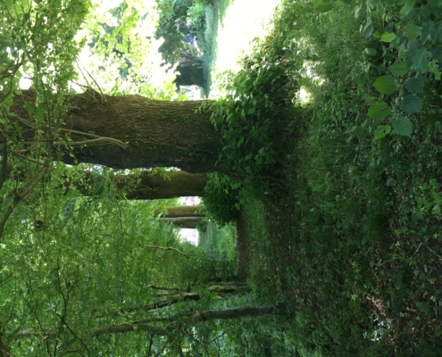 Vieilles charmilles et vieux tilleuls de Bretteville