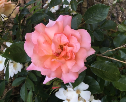 Rose Marchesa De Urquijo