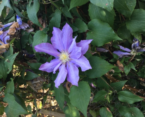 Une clématite bleue